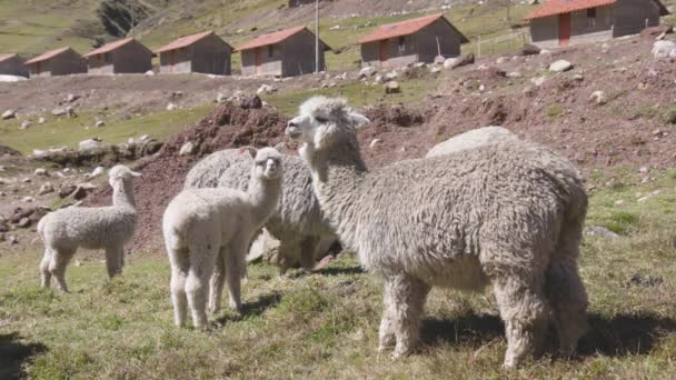 Troupeau Alpagas Lamas Broutant Devant Village Éloigné Quechuan Kelkanka Dans — Video