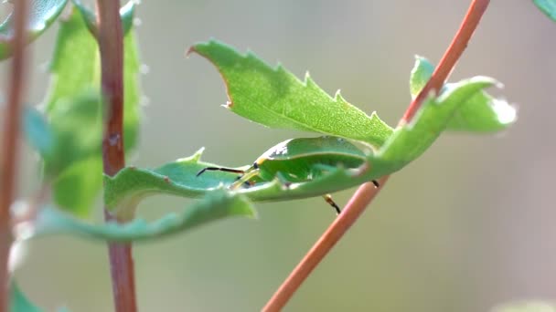 Vue Rapprochée Insecte Puant Vert — Video