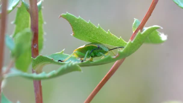 Vue Rapprochée Insecte Puant Vert — Video