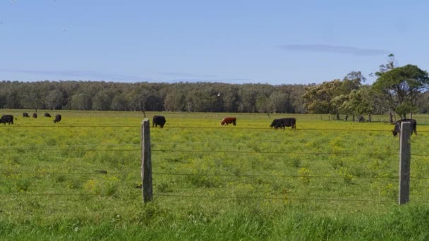 Binnenlandse Koeien Die Zich Voeden Het Groene Veld Weiland Het — Stockvideo