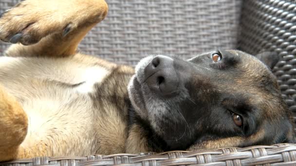 Büyük Şirin Köpek Dinleniyor Tapılası Köpek Sakinleşiyor Köpek Hayatı Rahatlamış — Stok video