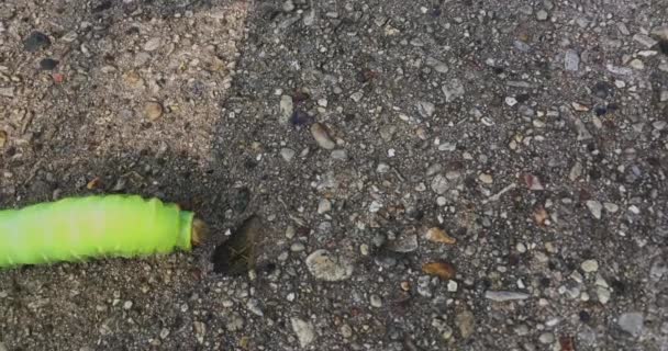 Lime Green Caterpillar Перетинає Тротуар Сонячний Літній День — стокове відео