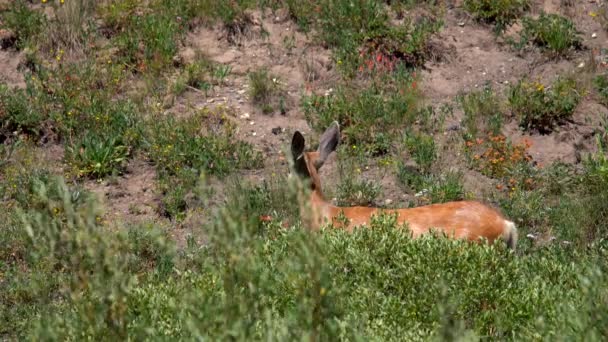 Ciervos Pastando Montaña Colorado — Vídeo de stock