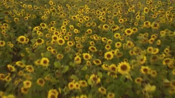 Tysiące Słoneczników Biegną Obok Gdy Stoją Wysoko Polu Żółte Ciepłe — Wideo stockowe