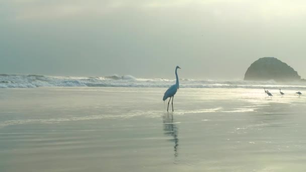 日落时 美丽的苍鹭站在沙滩上 以海浪为背景的宁静而朦胧的风景 — 图库视频影像