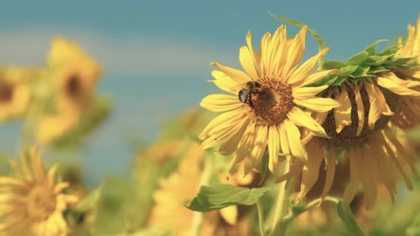 Bumble Bee Voa Para Longe Girassol Céu Azul Muito Pólen — Vídeo de Stock
