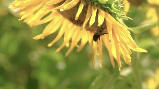 Бджола Вигинається Пурхає Навколо Соняшника Повільне Захоплення Руху 240 Кадрів — стокове відео