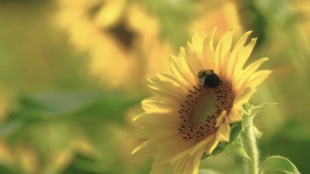 Bumble Bee Está Polinizando Hermoso Girasol Caluroso Día Verano Despega — Vídeos de Stock
