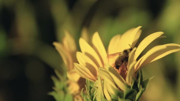 Бджола Шершень Запилює Соняшник Населення 240 Він Відлітає Змахує Маленькими — стокове відео