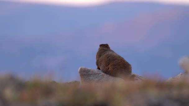 Marmot在落基山脉国家公园的高地观察它的周围环境 — 图库视频影像