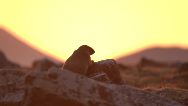 Marmot Observeert Omgeving Hooglanden Van Het Rocky Mountain National Park — Stockvideo