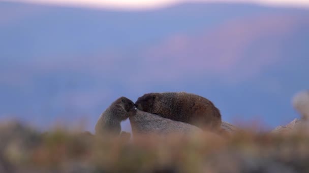 Murmeltier Beobachtet Seine Umgebung Hochland Des Rocky Mountain Nationalparks — Stockvideo