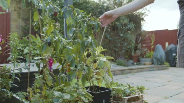 Comprobación Manual Chile Que Crece Jardín Con Gotitas Agua — Vídeos de Stock