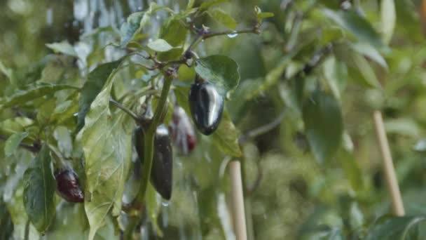 Woda Chili Ogrodzie Wodą Zwolnionym Tempie — Wideo stockowe