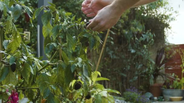 Рука Перевіряє Чилі Ростуть Саду Повільному Русі — стокове відео