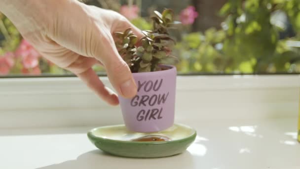 Pencere Kenarına Slogan Kazanı Olan Bir Bitki Yerleştirmek — Stok video