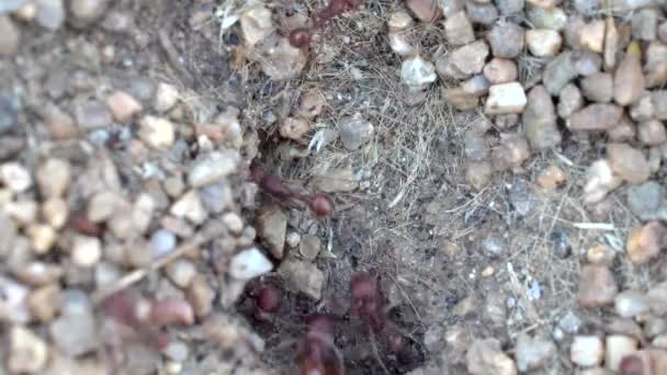 개미의 흐름을 클로즈업 — 비디오