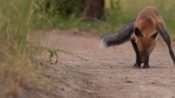 Kızıl Tilki Kazısının Yakın Görüntüsü — Stok video