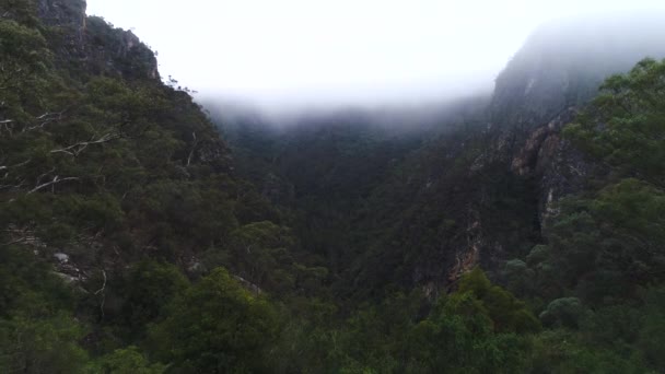 Einem Nebligen Wintermorgen Bungonia National Park Nsw Australia Landet Eine — Stockvideo