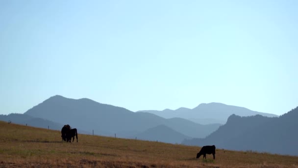 Коровы Ангуса Пасутся Открытом Поле Фоне Скалистых Гор — стоковое видео