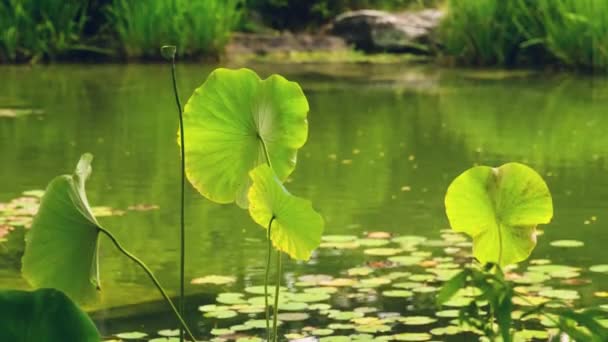 Las Hojas Grandes Las Plantas Son Color Verde Vivo Creciendo — Vídeo de stock