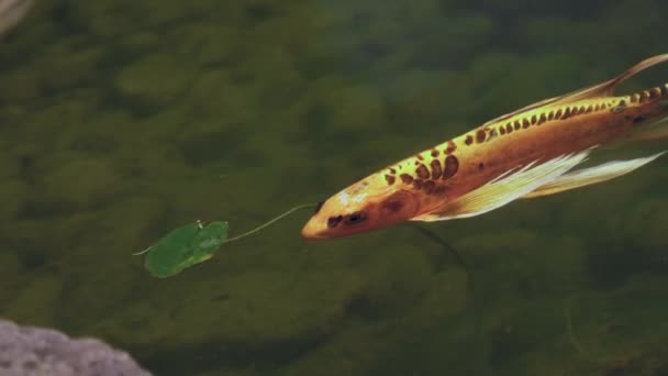Orange Koi Fish Pomalu Plave Přes Rám Této Lilly Rybníku — Stock video