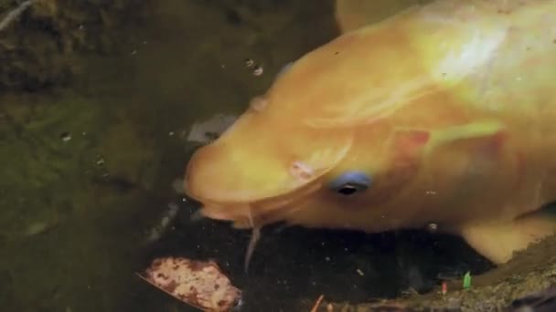 Złote Żółte Ryby Koi Zamykają Się Poszukiwaniu Pożywienia Wzdłuż Meczetowych — Wideo stockowe