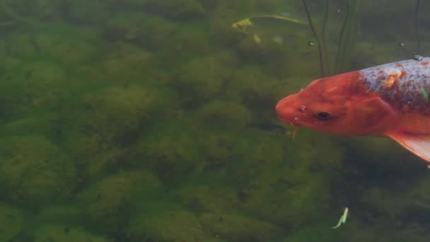 Stor Apelsin Koi Fish Fyller Ramen När Den Korsar Genom — Stockvideo