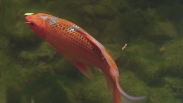 Koi Fish Colored Orange White Black Swim Greenish Waters Japan — Stock Video