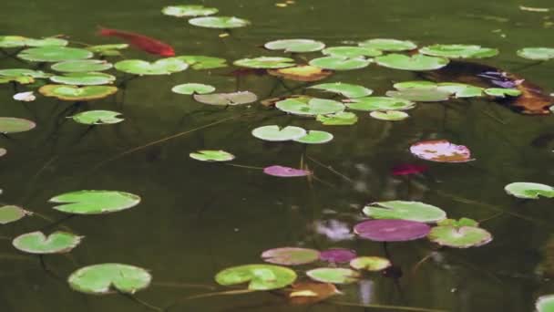 Hermosos Peces Mágicos Koi Fluyen Lentamente Bajo Almohadillas Lilly Agua — Vídeos de Stock