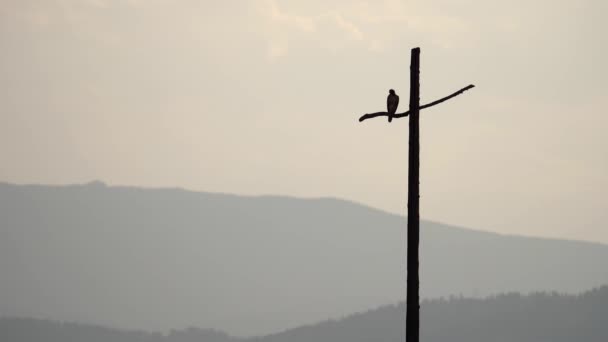 Halcón Posado Poste Utilidad Forma Cruz Sobre Fondo Montañas — Vídeos de Stock