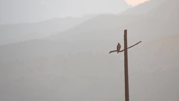 Hawk Perching Cross Shaped Utility Pole Background Mountains — Stock Video