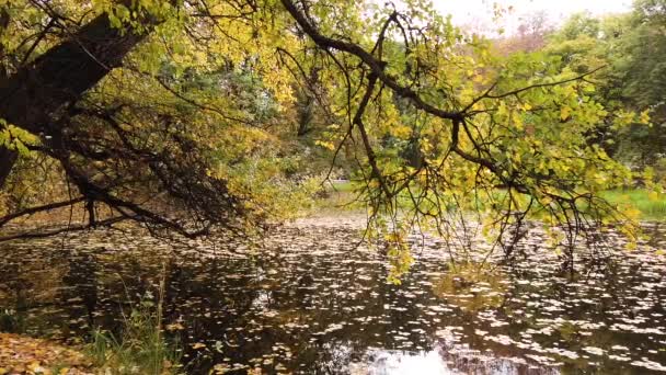 Όμορφα Φθινοπωρινά Δέντρα Τεράστια Πολύχρωμα Κλαδιά Λυγίζουν Πάνω Από Λίμνη — Αρχείο Βίντεο