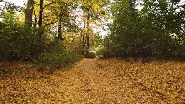 Gelbe Und Goldene Blätter Fallen Von Baumwipfeln Herab Park Skaryszewski — Stockvideo