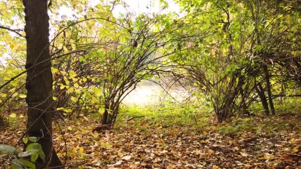 Μια Οικογένεια Σκίουρων Στο Πάρκο Skaryszewski Όμορφα Φθινοπωρινά Χρώματα Βαρσοβία — Αρχείο Βίντεο