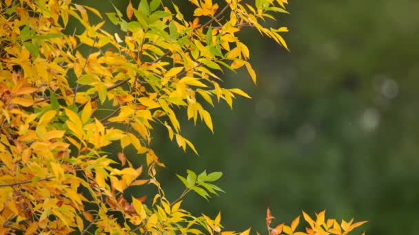 Крупним Планом Перегляд Листя Змінюють Колір Восени — стокове відео