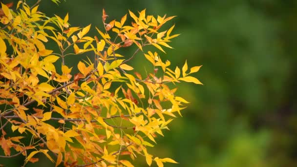 Nahaufnahme Von Farbwechselnden Blättern Herbst — Stockvideo