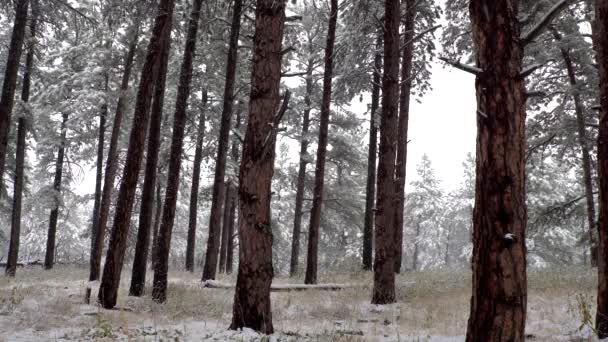 Snöfall Skogen Dagtid — Stockvideo