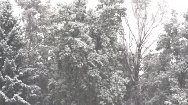 Sníh Lesích Během Dne — Stock video