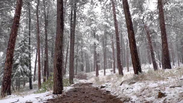 Snöfall Skogen Dagtid — Stockvideo