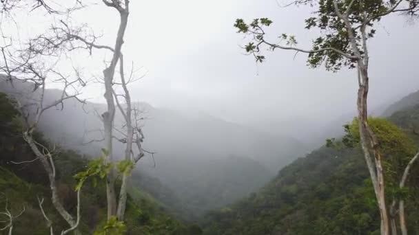 Drone Πετά Μπροστά Από Μερικά Δέντρα Και Κάποια Θολά Βουνά — Αρχείο Βίντεο