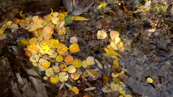 Hojas Doradas Flotando Agua — Vídeo de stock