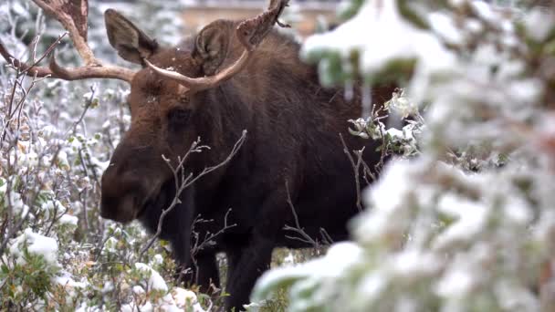 Eland Eten Bladeren Bergen Van Colorado — Stockvideo