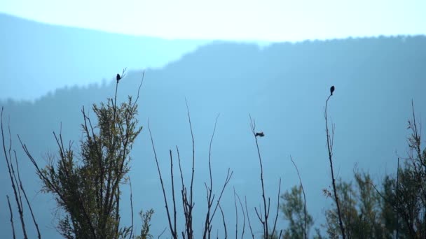 Vögel Hocken Auf Baum Und Heben Zeitlupe — Stockvideo