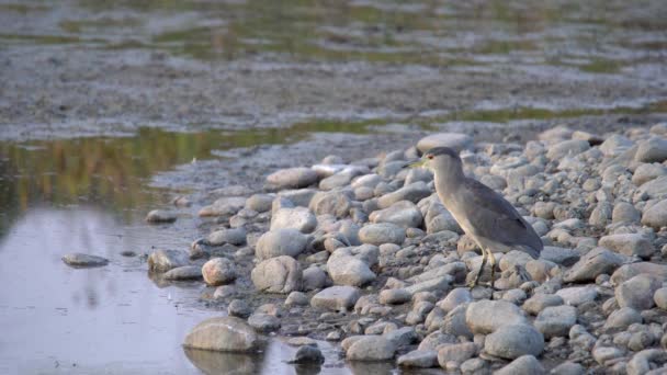 Garza Negra Coronada Buscando Peces Orilla Del Lago — Vídeos de Stock