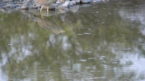 Refleksja Nad Czarną Czaplą Nocną Szukającą Ryb Nad Jeziorem — Wideo stockowe