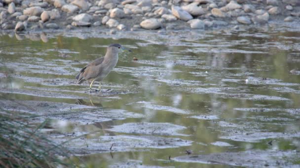 Garza Negra Coronada Despegando Del Agua — Vídeos de Stock