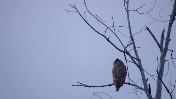 Great Horned Búho Posado Árbol Observando Sus Alrededores — Vídeos de Stock