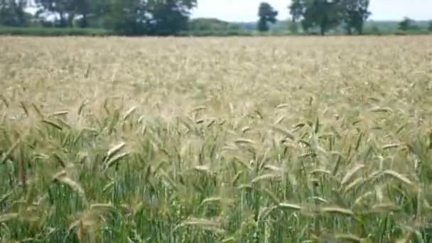 Large Field Wheat Blowing Wind Sunny Day Early Crop — Stock Video