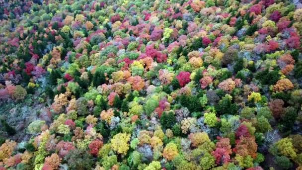 Fall Trees Aerial Brilliant Leaf Color Grandfather Mountain Grandfather Mountain — Stock video